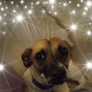 Meet your Posher, Rose